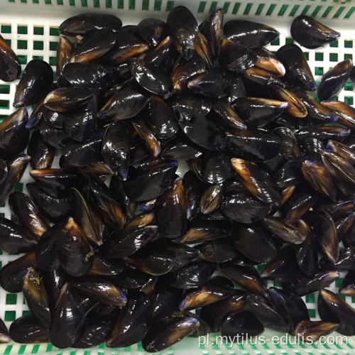 Gorąca sprzedaż owoców morza świeżych mrożonych IQF Blue Mussel cena